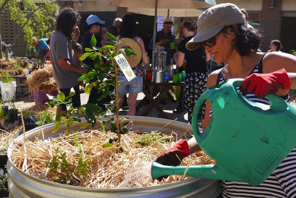 Watering in at 1:10 with water for super healthy plants