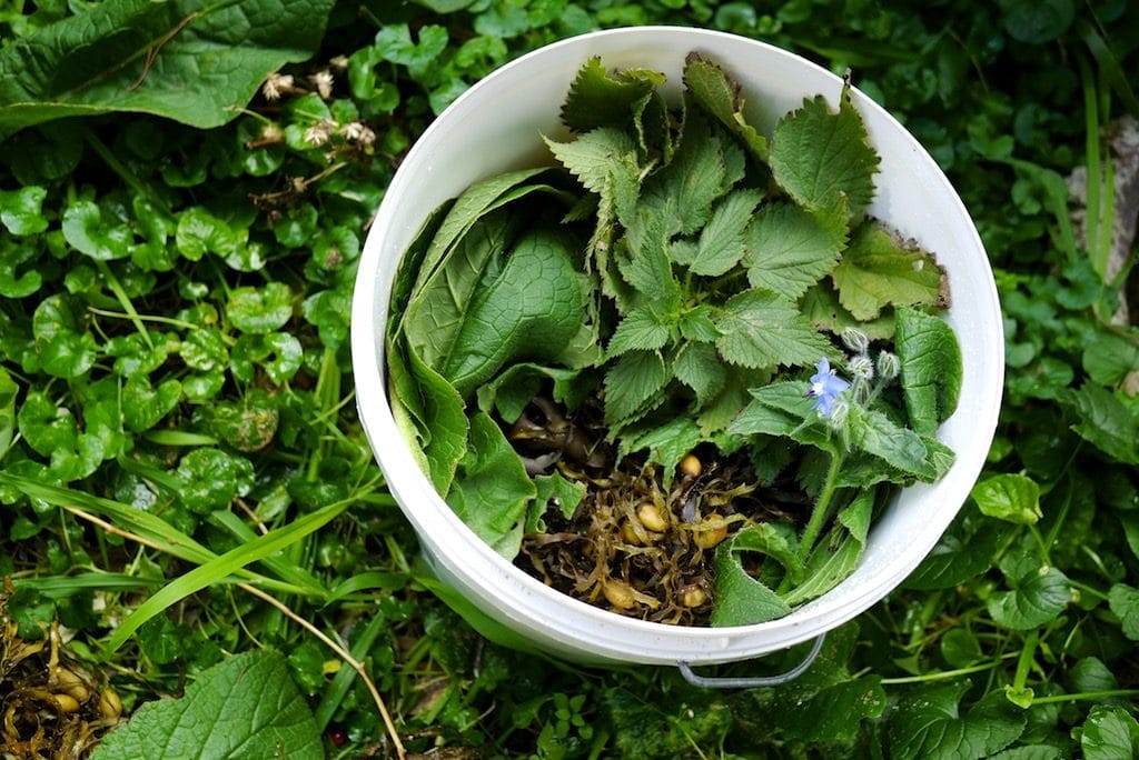 Making Seaweed Fertilizer: with added Nettles, Comfrey and Borage