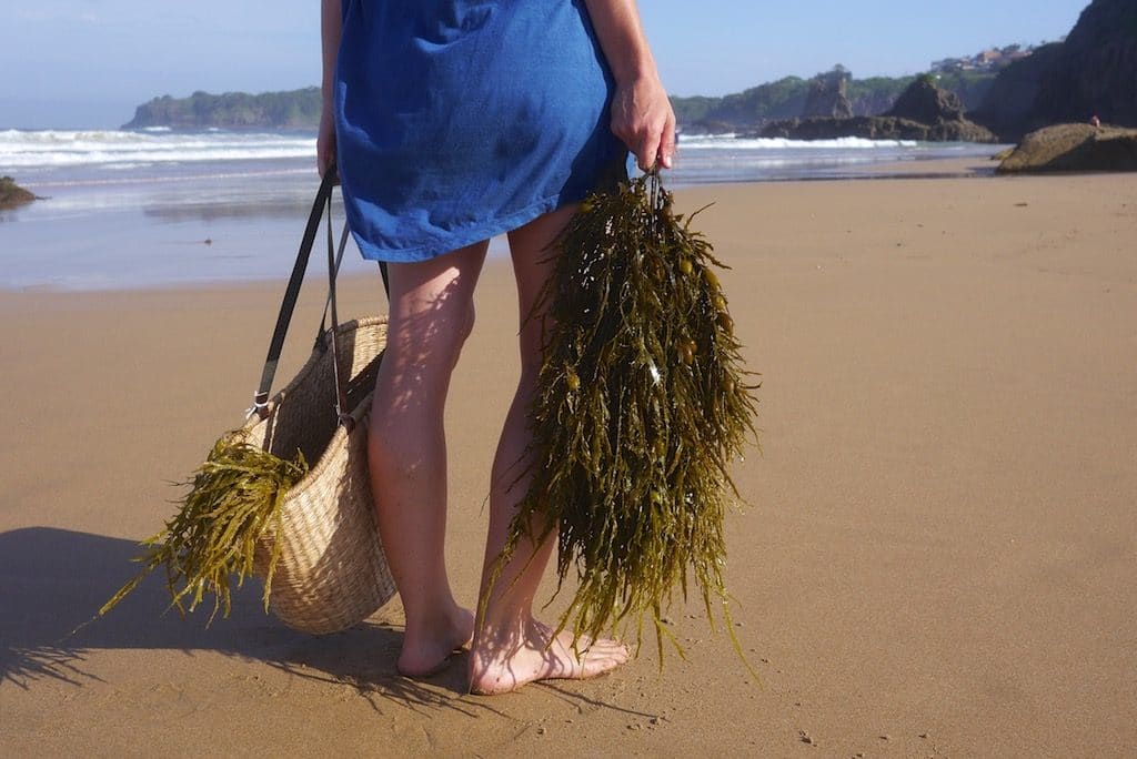 Collecting beach cast seaweed