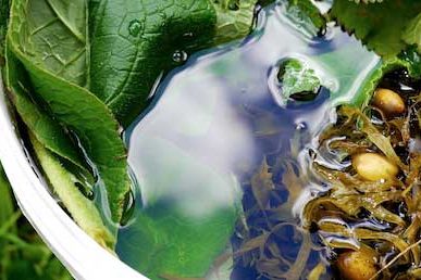 Making seaweed fertiliser