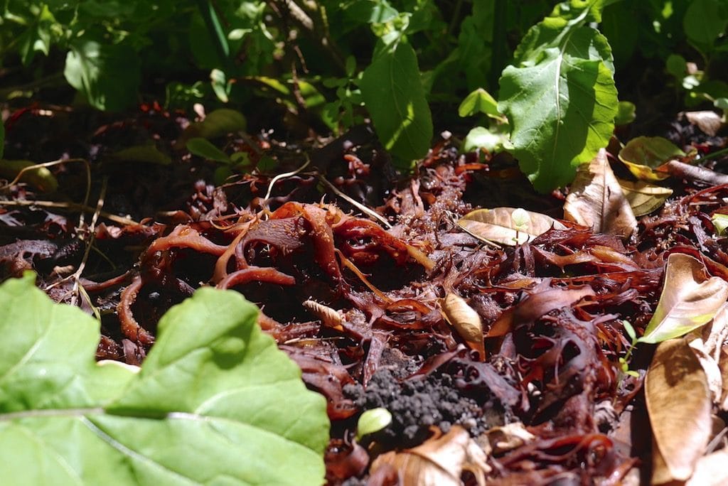 Seaweed used as mulch in the garden