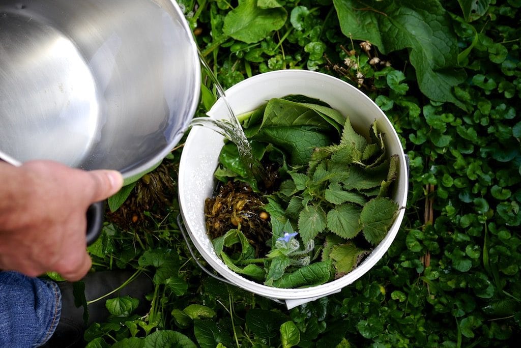 Making weed tea for fertiliser to help your veggies grow