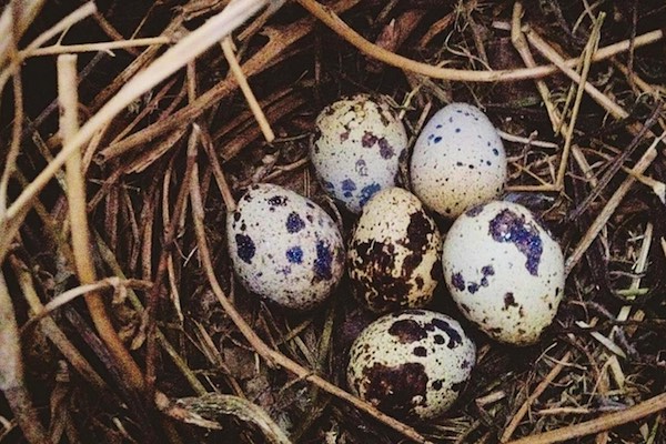 backyard quails 1