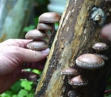 26631246776-22595584