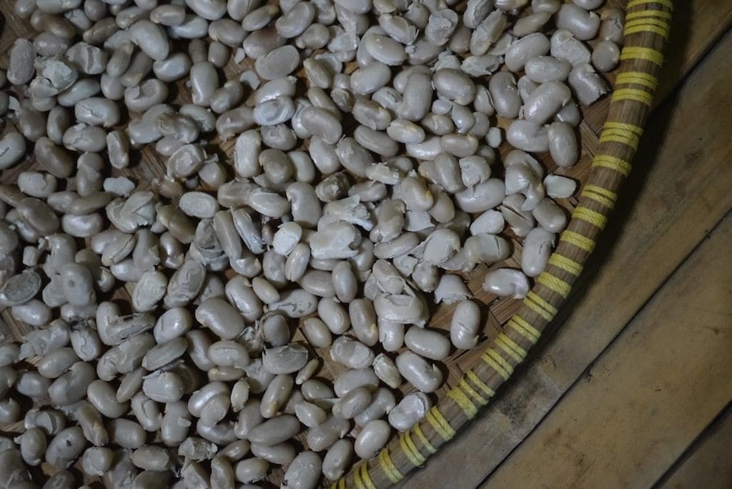 Prepared, dried beans, ready for tempeh making