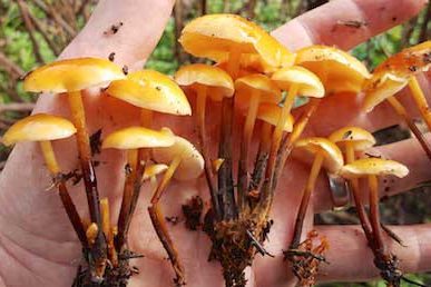 enokitake on currants