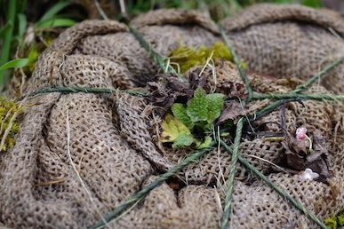 Starting a Mushroom Garden