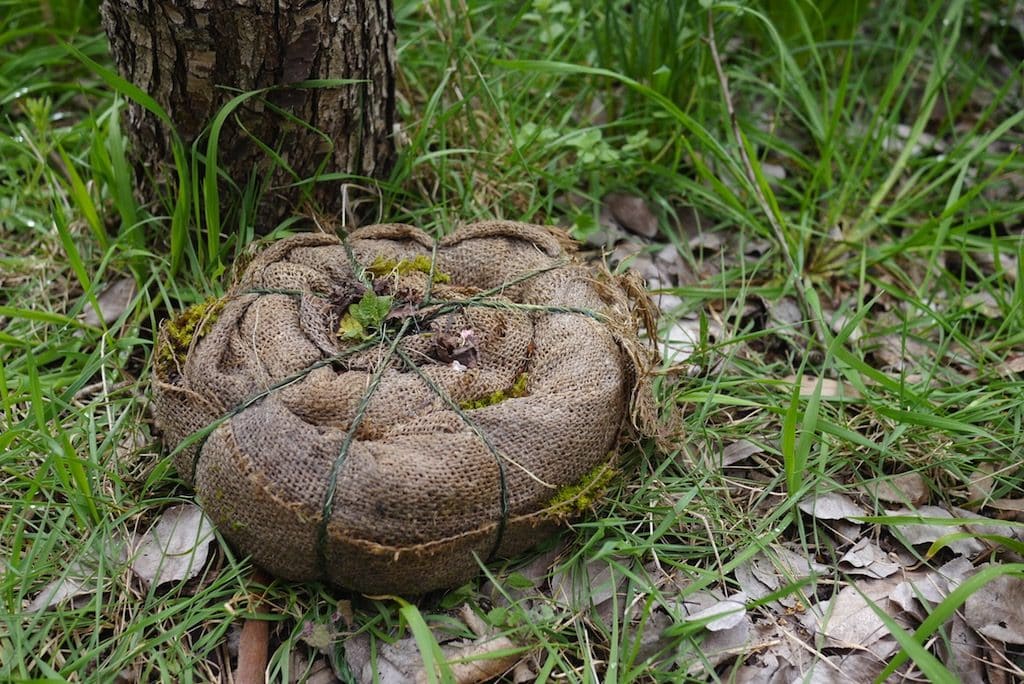 Starting A Mushroom Garden 5 Ways To Get Growing