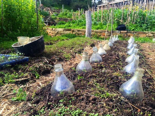 Making Diy Glass Cloches For Early Spring Plants