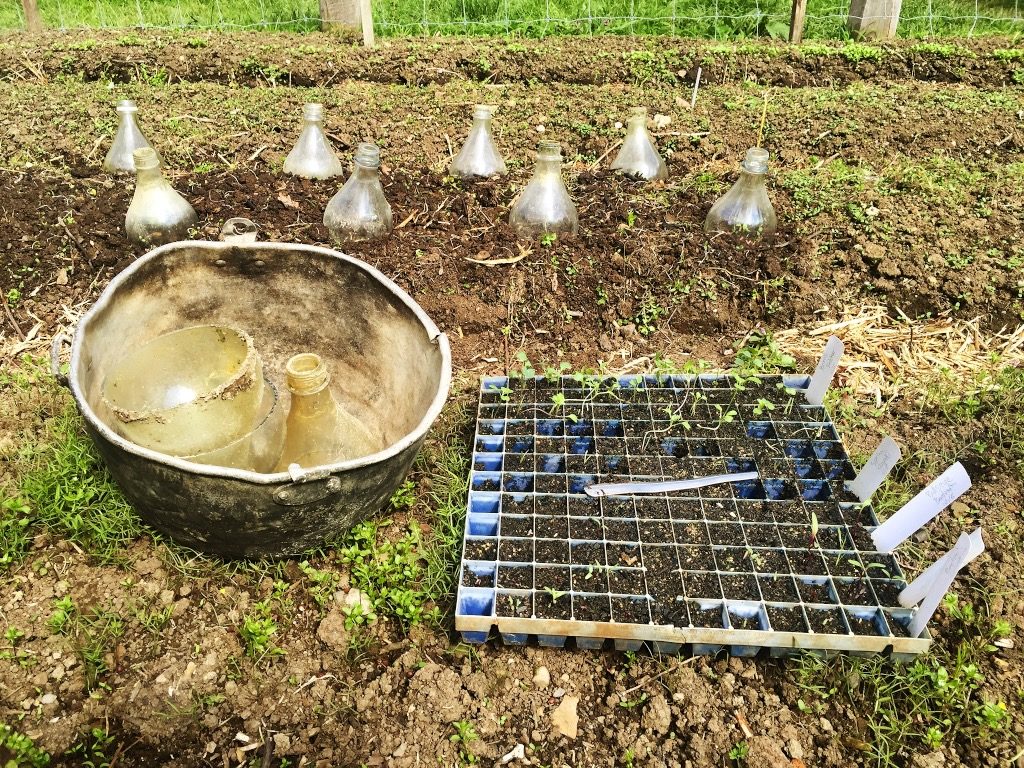 Making Diy Glass Cloches For Early Spring Plants