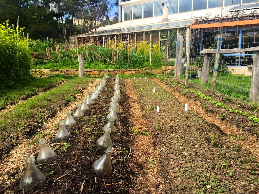 Making Diy Glass Cloches For Early Spring Plants