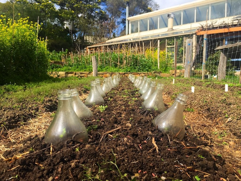 Making Diy Glass Cloches For Early Spring Plants