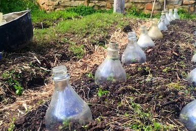 diy-glass-cloches-913