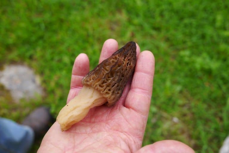 A morel mushroom held in an open hand