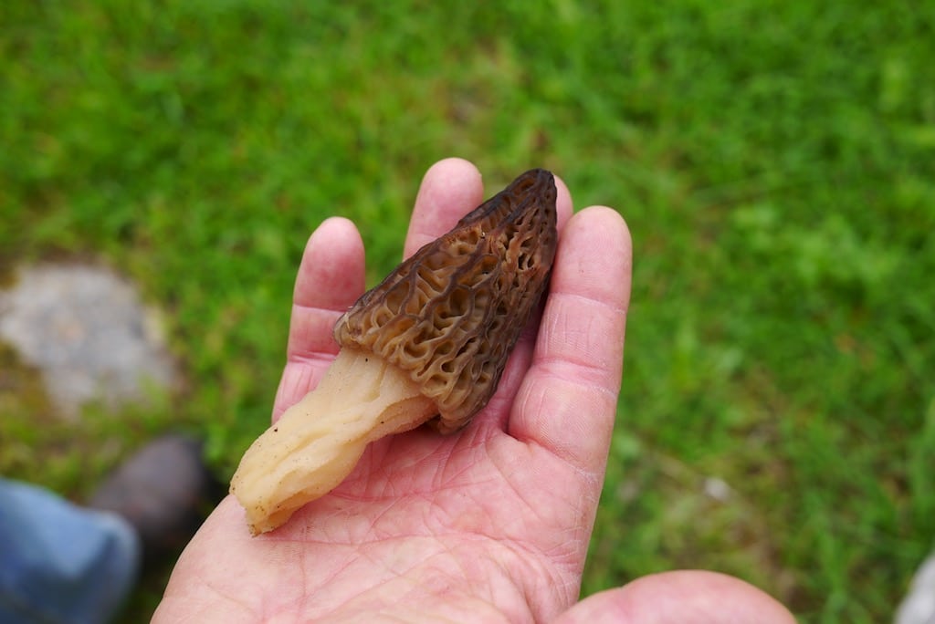 Mushroom Foraging