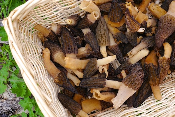 foraging-morels-932