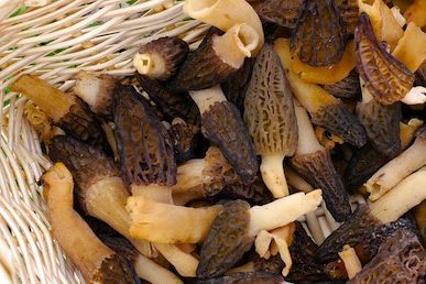 foraging-morels-933