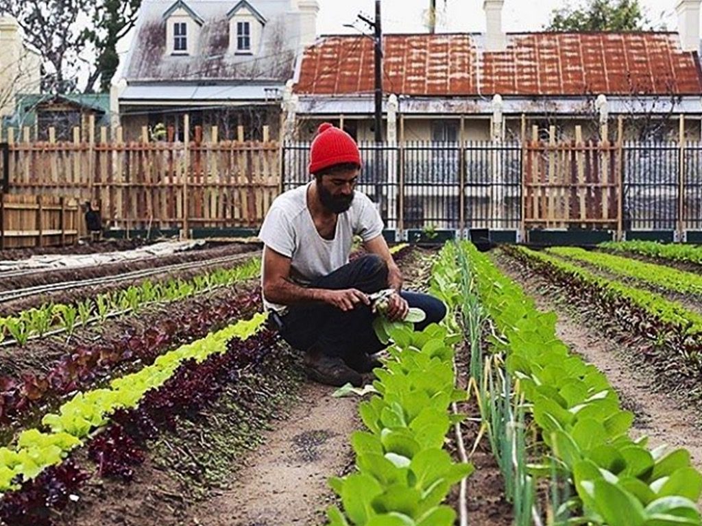 The Dirt on Pocket City Farms Milkwood