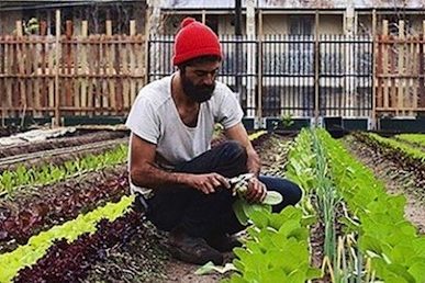 pocket-city-farms-953