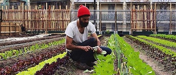 pocket-city-farms-953