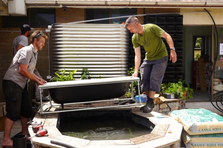 Building an aquaponics system with a fish tank and grow bed