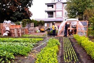 profitable-urban-farming-950