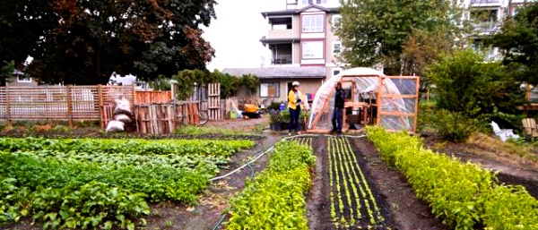 profitable-urban-farming-950