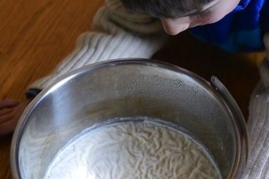 milk kefir