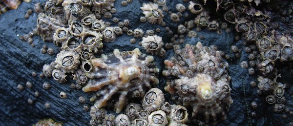 barnacle 1058