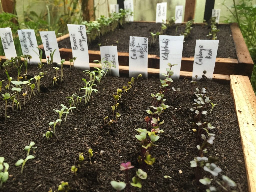 Growing your own veggies from seed while renting