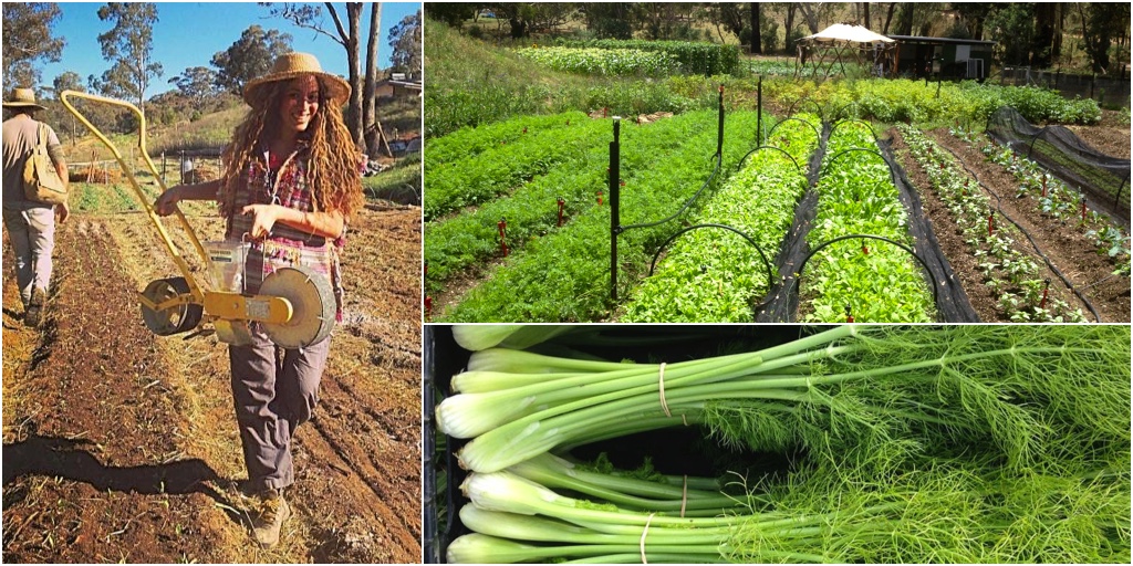 Intro to Organic Market Gardening November Pocket City Farms, Sydney