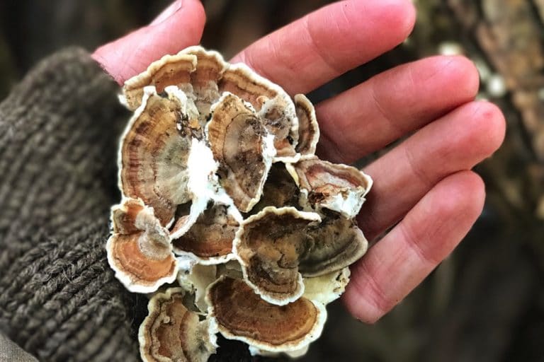 Harvested turkeytails down by our stream