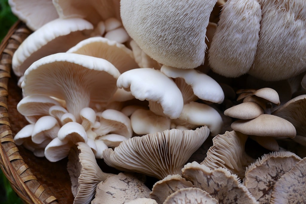 Home harvested mushrooms