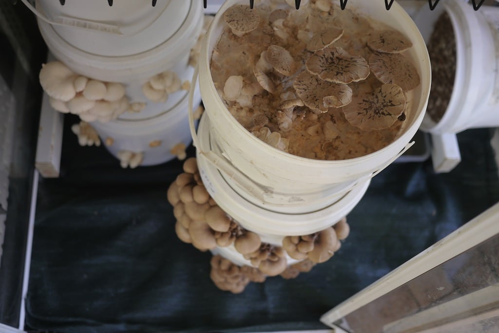 Making an Offgrid DIY Mushroom Fruiting House
