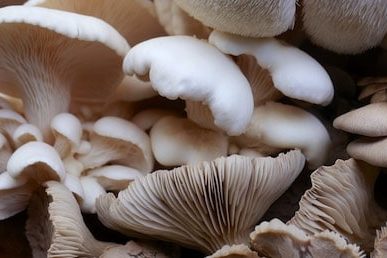 DIY mushroom house banner 1114
