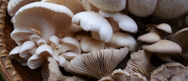 DIY mushroom house banner 1114