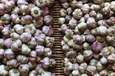 How to Grow Great Garlic banner 2653