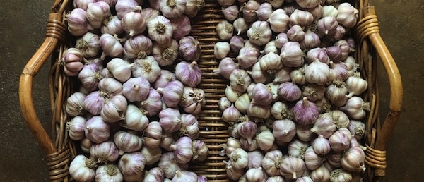How to Grow Great Garlic banner 2653