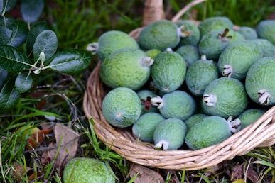 Fabulous feijoas milkwood pin 2670