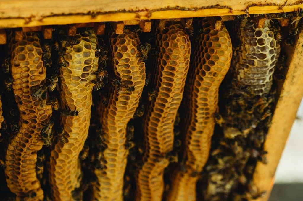 natural beekeeping