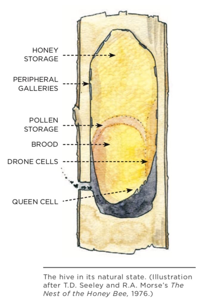 Natural Beekeeping: a Principles Based Approach - Milkwood