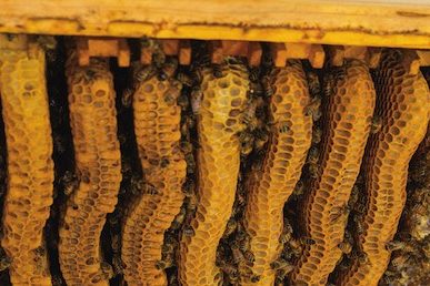 natural beekeeping principles web