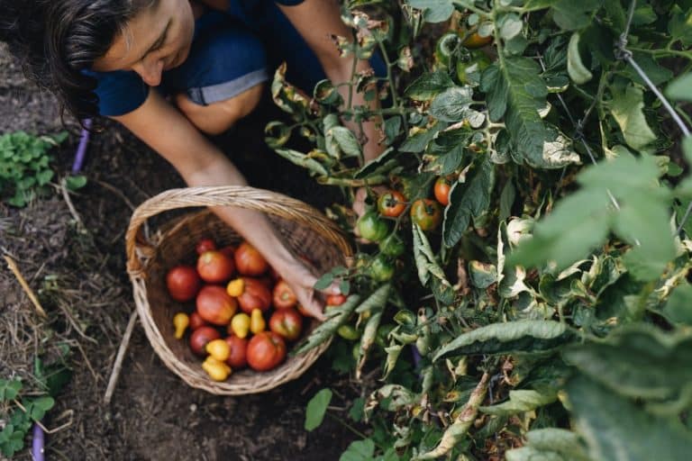 Picking ripe tomatoes into a basket
