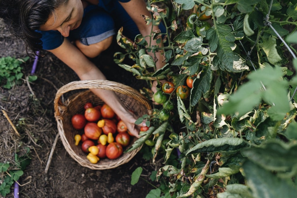 Tomatoes