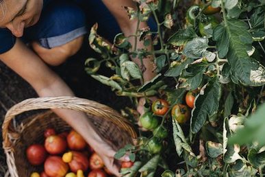 Milkwood tomatoes – planting out banner
