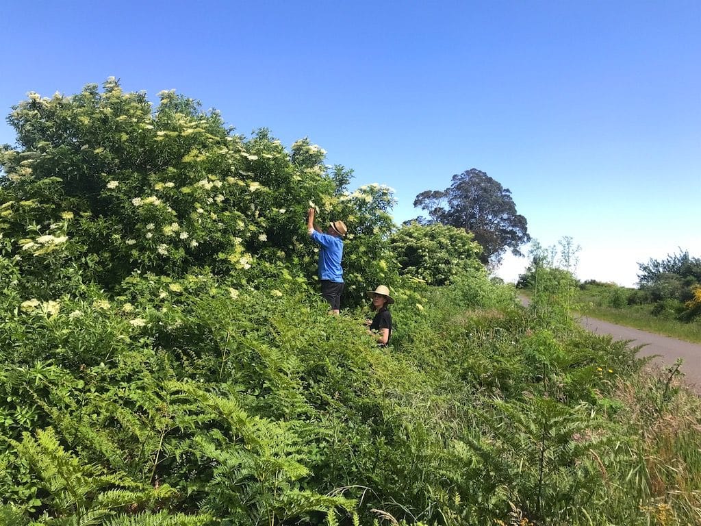 Making: Fermented Elderflower - Milkwood