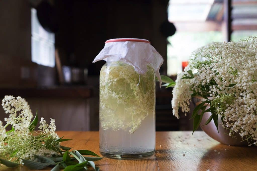 Wild Elderflower soda