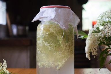 wild elderflower soda w