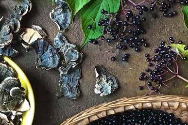 elderberry everything web