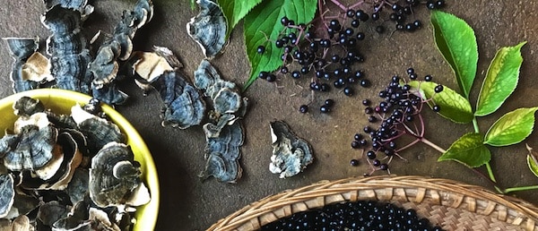 elderberry everything web